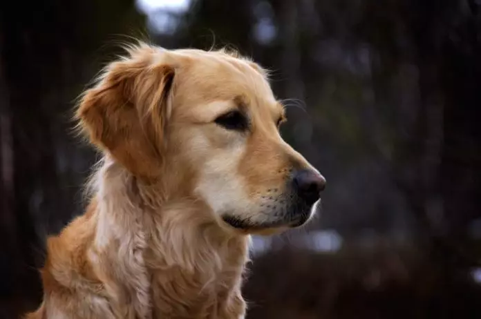 insuficiencia renal en perros