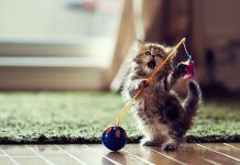 Importancia del juego en los gatos. ¿Cómo escoger un buen juguete?