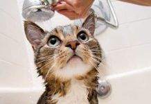 Cómo mantener la piel y el pelaje del gato sanos