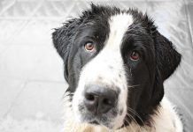 7 Consejos prácticos para disminuir la Caida de pelo en perros caida de pelo en perros