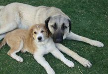 Tips, recomendaciones y consideraciones sobre la cruza de perros cruza de perros