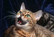 ¿Por qué los gatos maúllan? Causas y soluciones