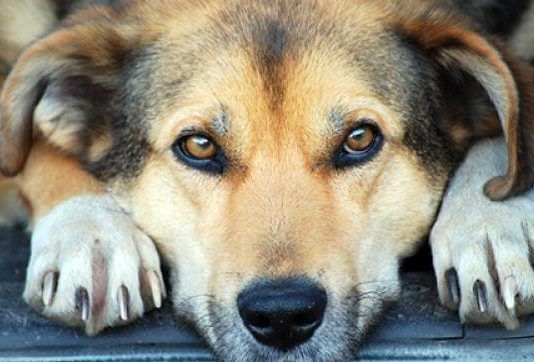 la adopcion de perros