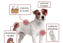 leishmaniosis en perros