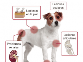leishmaniosis en perros