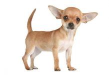 perros Chihuahua