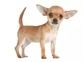 perros Chihuahua