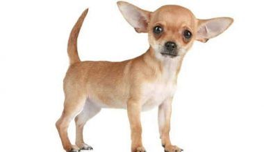 perros Chihuahua