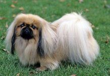 5 características más comunes sobre la raza de perros Pequinés perros Pequinés