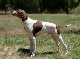 perros Pointer