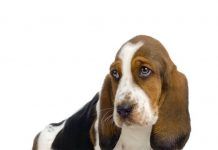 perros basset hound