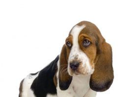 perros basset hound