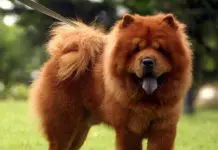 perros chow chow