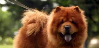 perros chow chow