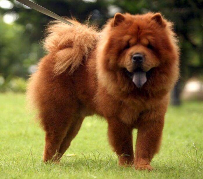 perros chow chow