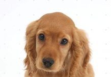 6 cosas esenciales sobre los perros Cocker Spaniel perros cocker spaniel