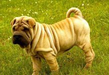 Los perros Shar Pei 5 aspectos claves que debes conocer para su cuidado perros shar pei