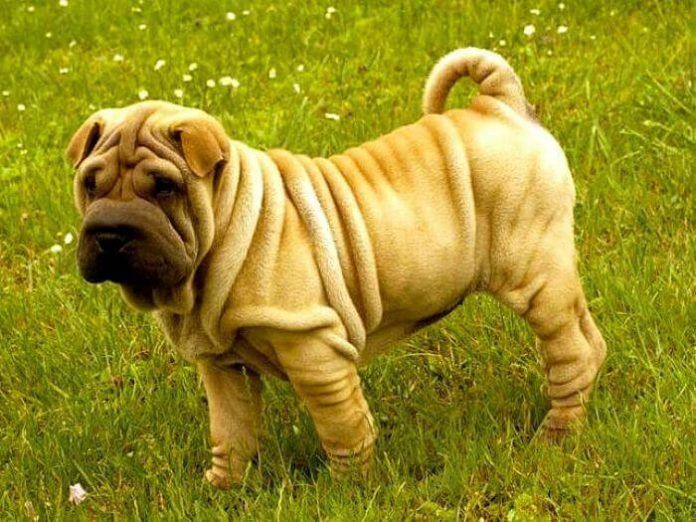 perros shar pei