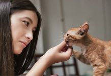 10 Cosas que debes saber antes de adoptar un Gato