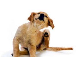 pulgas en perros