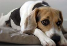 sintomas del moquillo en perros