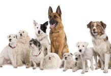 comprar cachorros a criadores profesionales