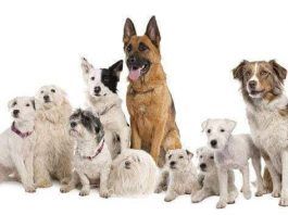 comprar cachorros a criadores profesionales