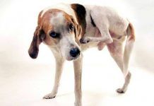 dermatitis en los perros