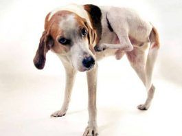 dermatitis en los perros