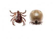 garrapatas en los perros