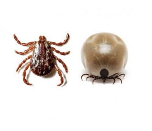 garrapatas en los perros