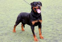 apariencia del rottweiler