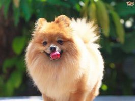 perros Pomerania