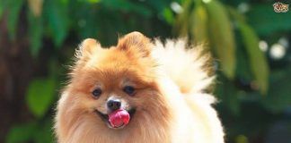 perros Pomerania