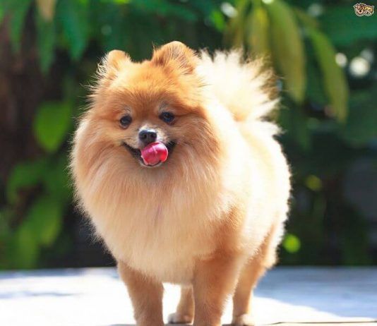 perros Pomerania