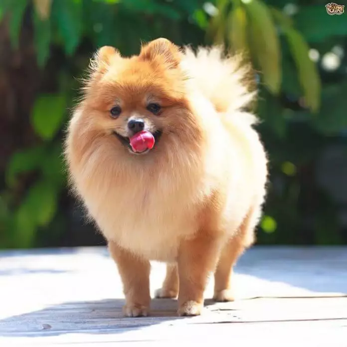 perros Pomerania