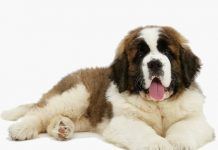 perros San Bernardo