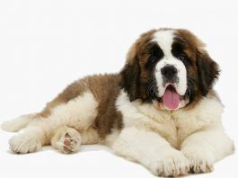 perros San Bernardo