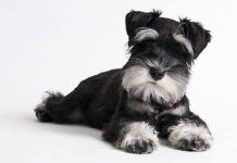 perros Schnauzer miniatura
