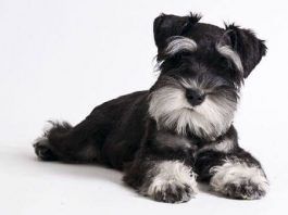 perros Schnauzer miniatura