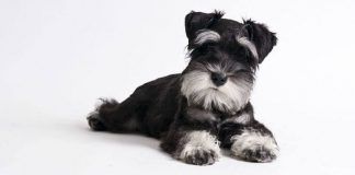 perros Schnauzer miniatura