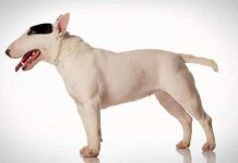 5 cosas que no sabías de los interesantes perros Bull terrier