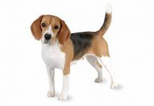 raza de perros beagle