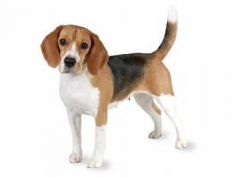raza de perros beagle