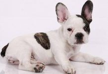 raza de perros bulldog francés