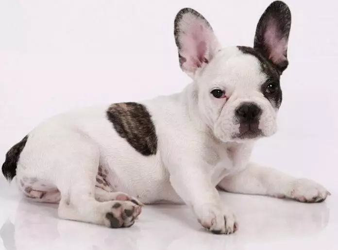 raza de perros bulldog francés