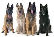 Conoce las características de los Pastores Belga