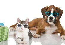 hoteles-que-admiten-perros-en-Benidorm2