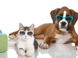 hoteles-que-admiten-perros-en-Benidorm2