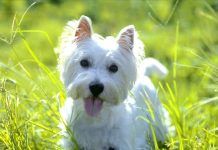 perros-que-no-sueltan-pelo6